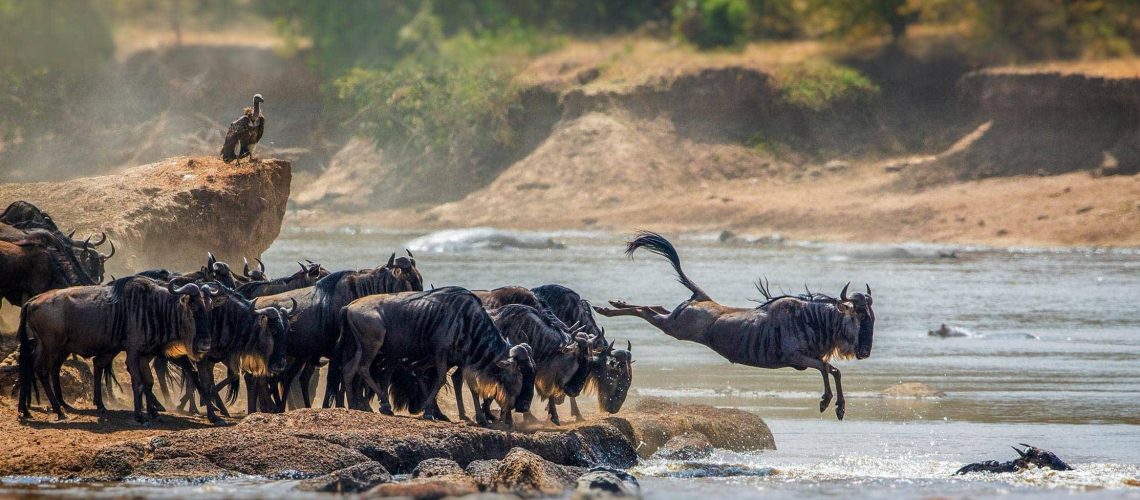 Serengeti Trails and Oceans